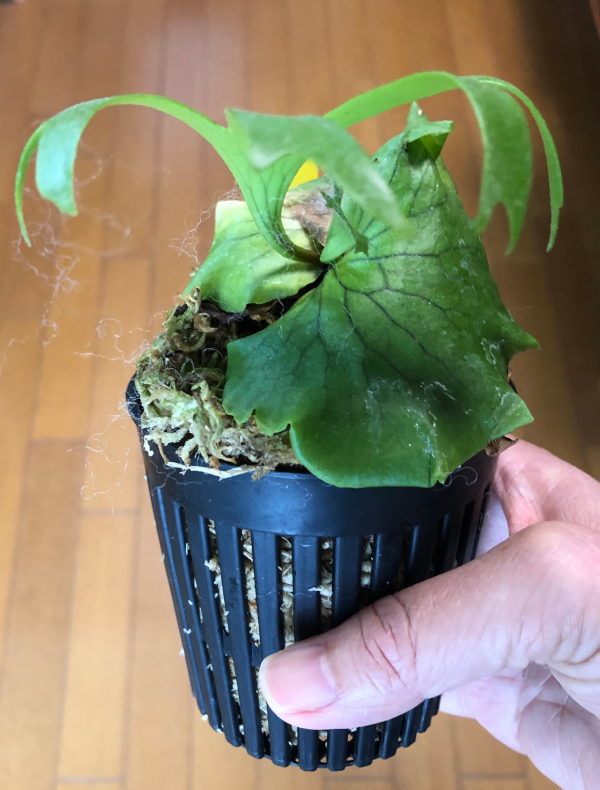 ビカクシダ・コロナリウム・フィリピネス・ドワーフ〔Platycerium