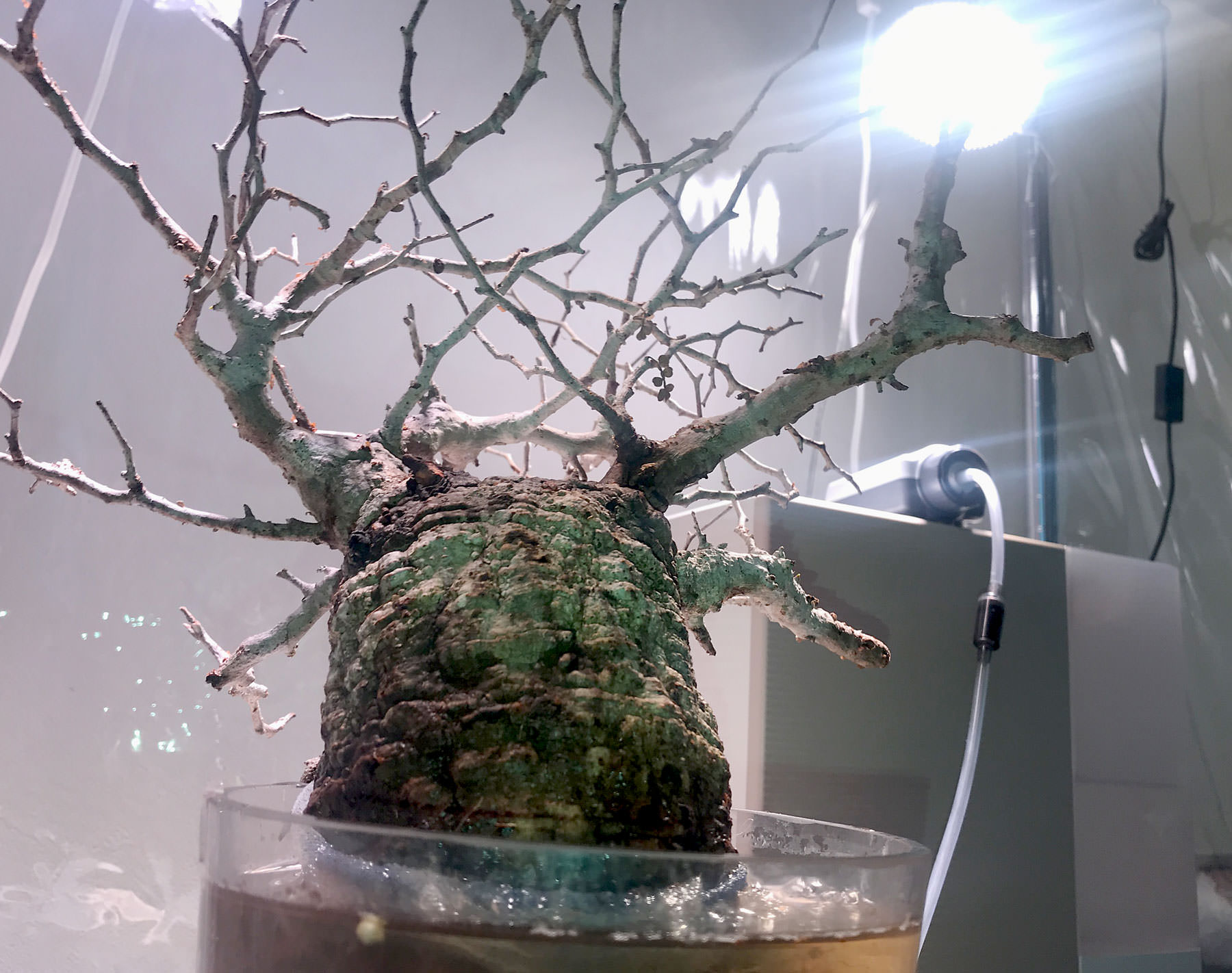 SERIES3】オペルクリカリア・パキプス現地球の発根管理日記