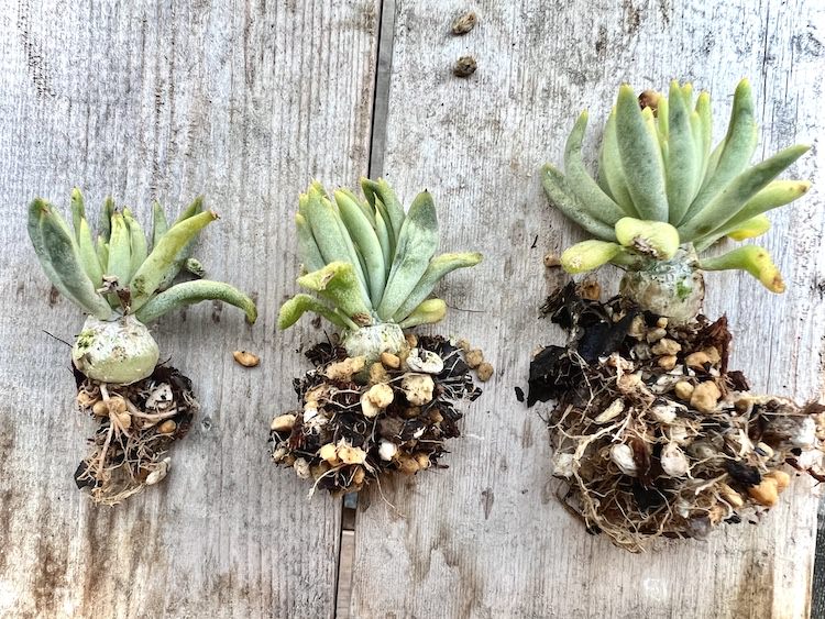 チレコドン・ペアルソニー(白象)の播種ノウハウ Tylecodon pearsonii