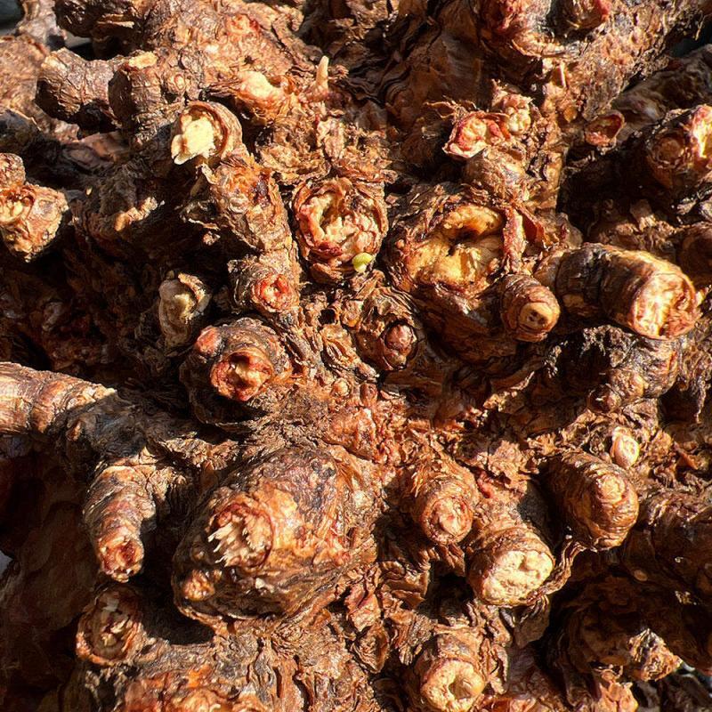 40日目】大株のケラリア・ピグマエア Ceraria pygmaea 発根管理日記