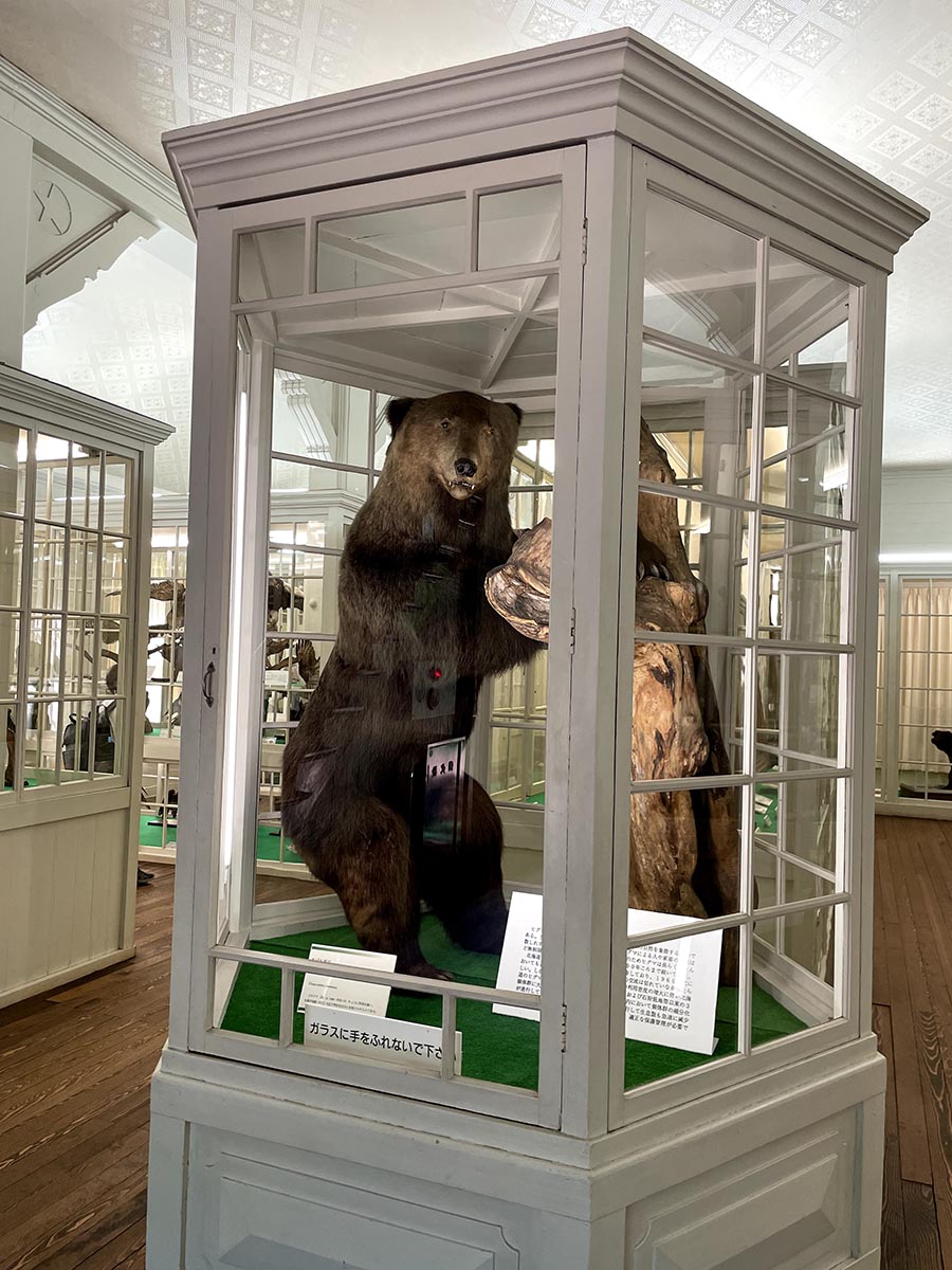 152 北大にヒグマ出没！？ – いいね！Hokudai