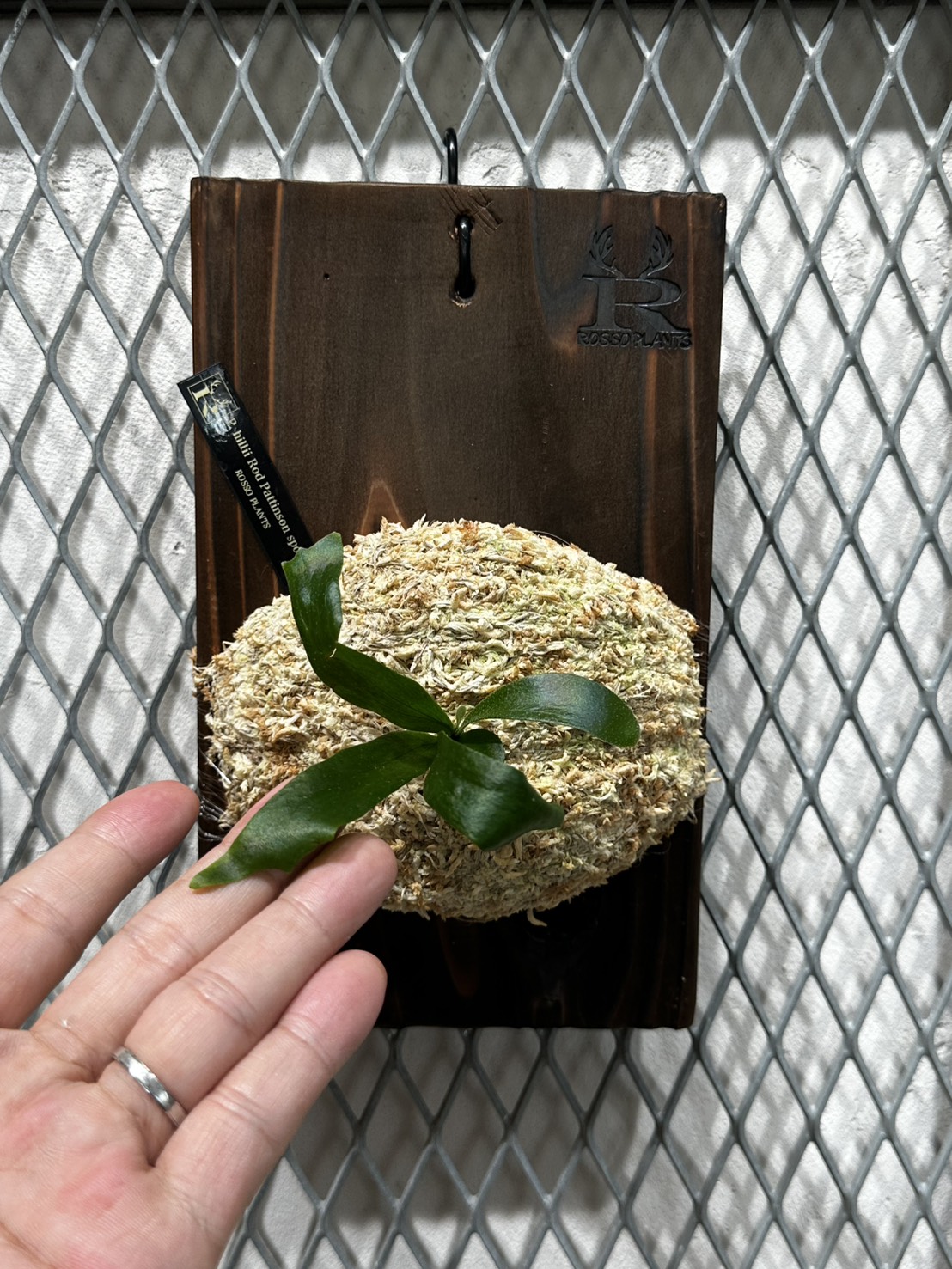 ササイ様専用】P.hillii Rod Pattison spore 送料込 - ROSSO 〜 BETTA