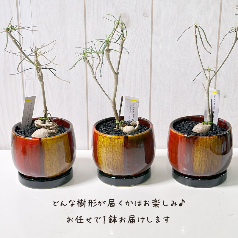 ユーフォルビア ヘディオトイデス デザイン陶器鉢 黒石付（オレンジ