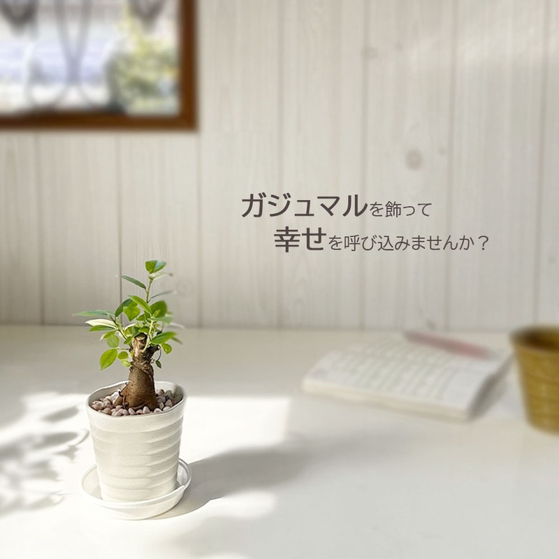 ガジュマル フィカス 白セラアート鉢 ピンク石 3号｜郵便局のネット