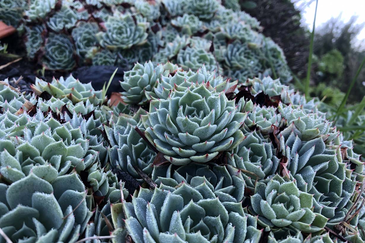 エケベリアの育て方｜七福神や桃太郎などの種類や、増やし方を紹介し