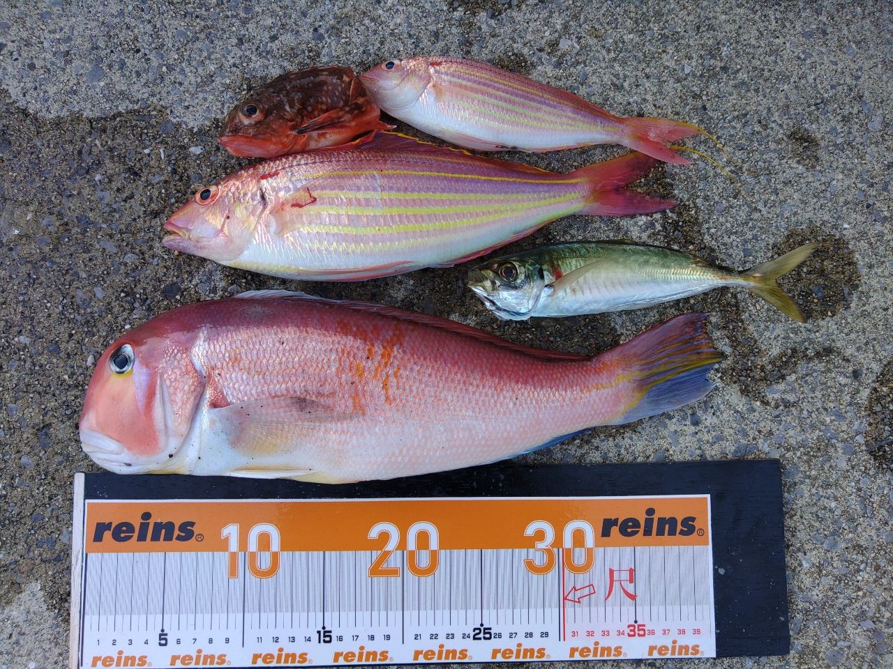 DAIWA 19ネライ X MH-240の最安値・インプレ・釣果 | 本音の口コミが