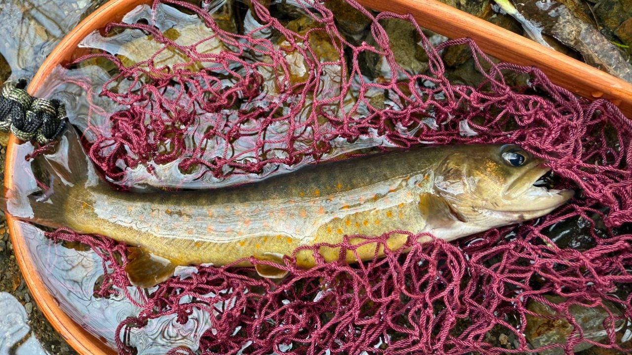 SHIMANO 24トラウトワン NS B48UL-G/4の最安値・インプレ・釣果 | 本音