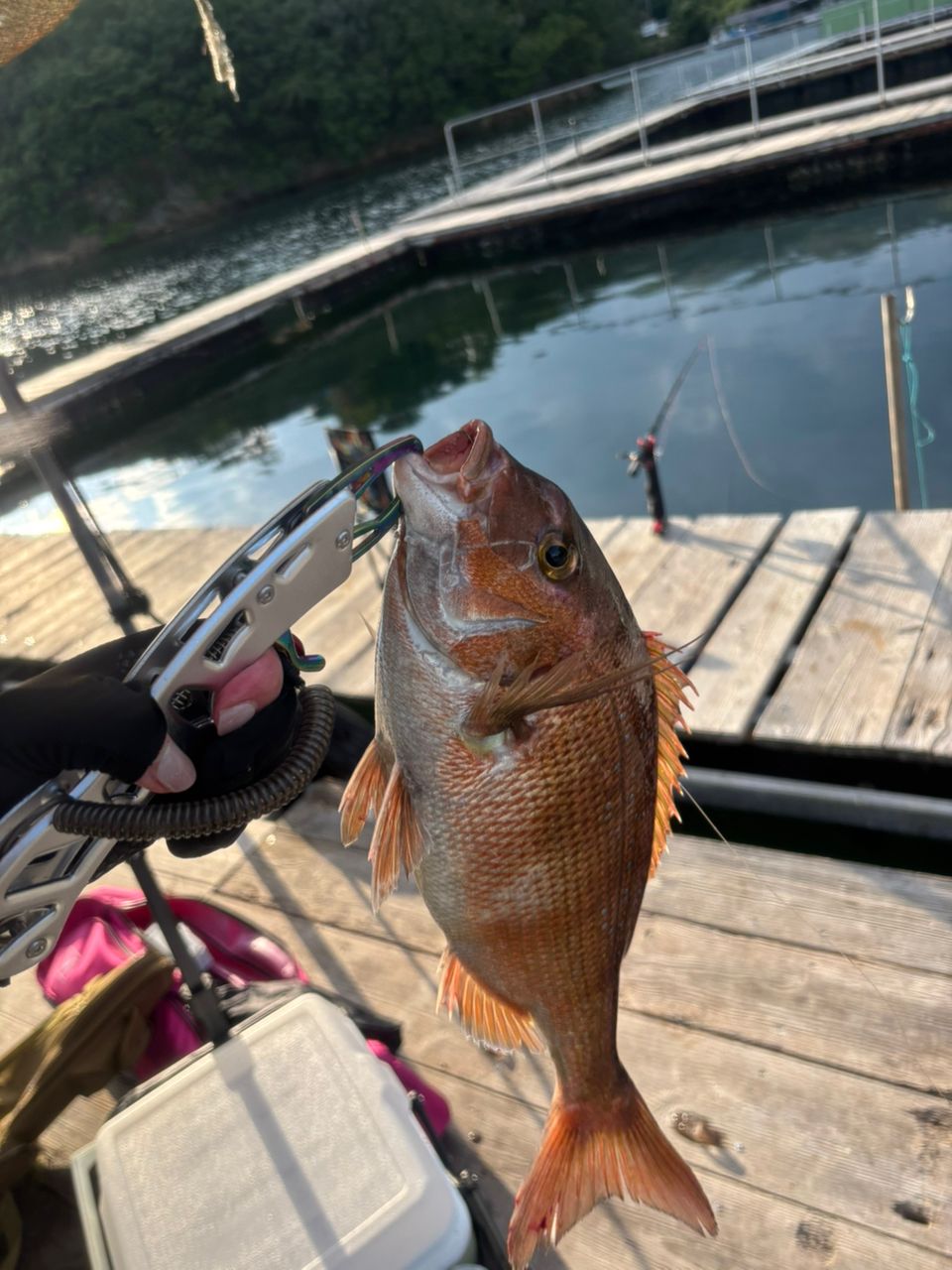 SHIMANO 19シーリア 海上釣堀 M300 さぐりの最安値・インプレ・釣果