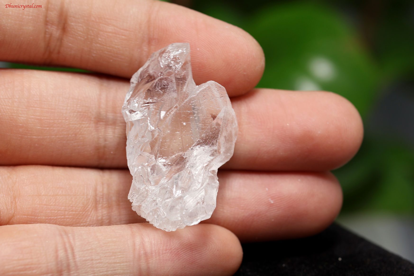 ピュアレイ・レムリアン・ルーツ(A474)