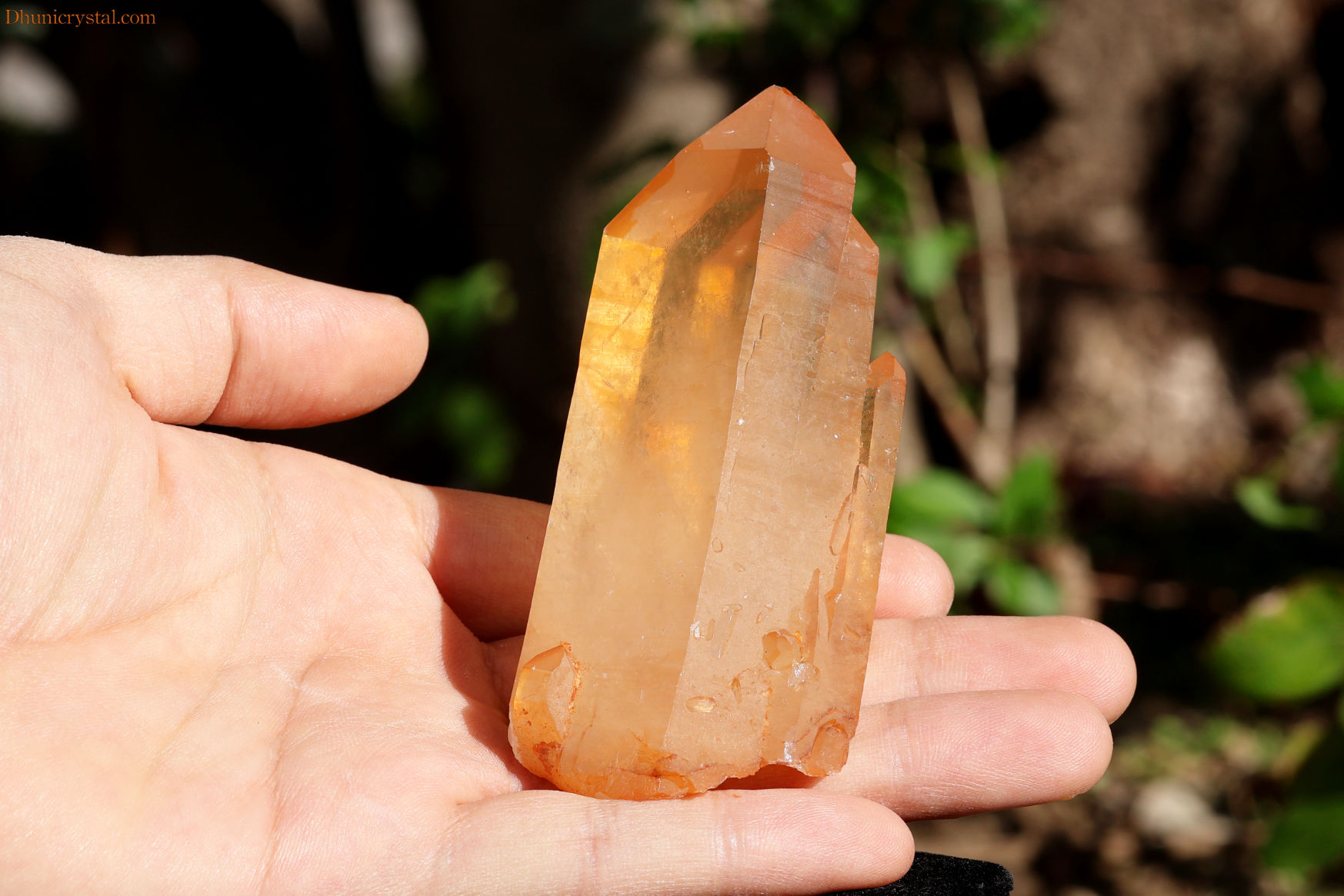 ブラジリアン・ゴールデンヒーラー/シングルポイント(W561)