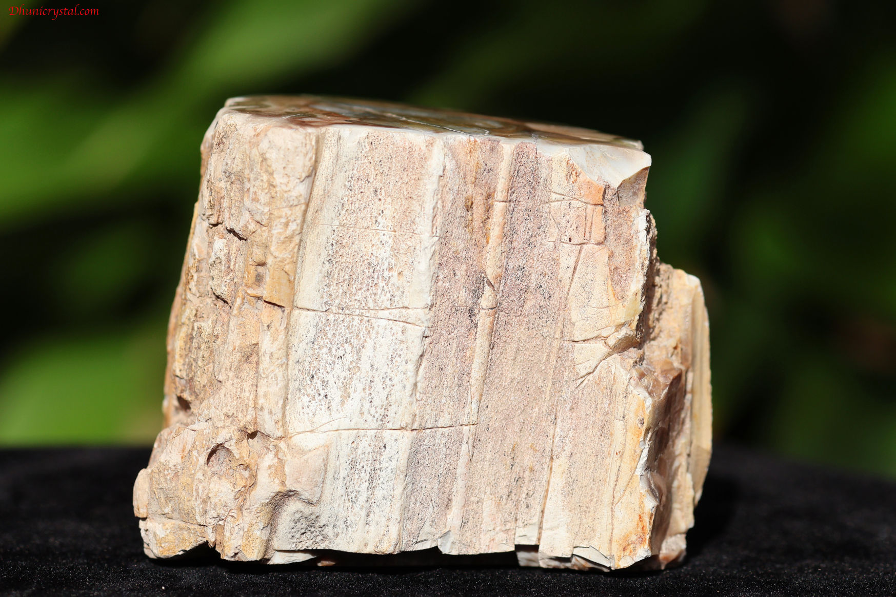 ペトリファイドウッド/珪化木(W831)