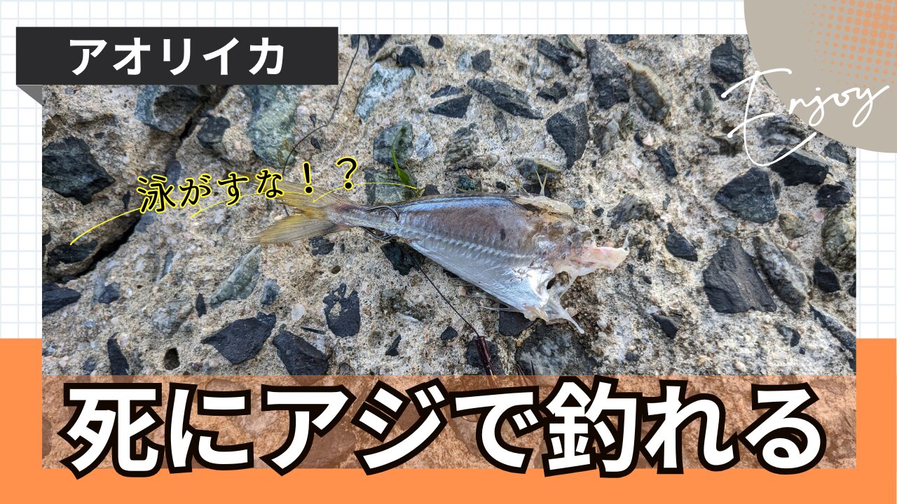 おすすめ】死にアジを使ったアオリイカ用ウキ釣り泳がせ仕掛け