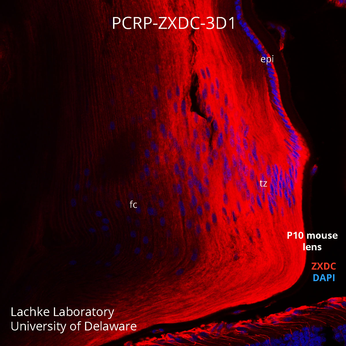 ZXDC Antibody (PCRP-ZXDC-3D1) - DSHB