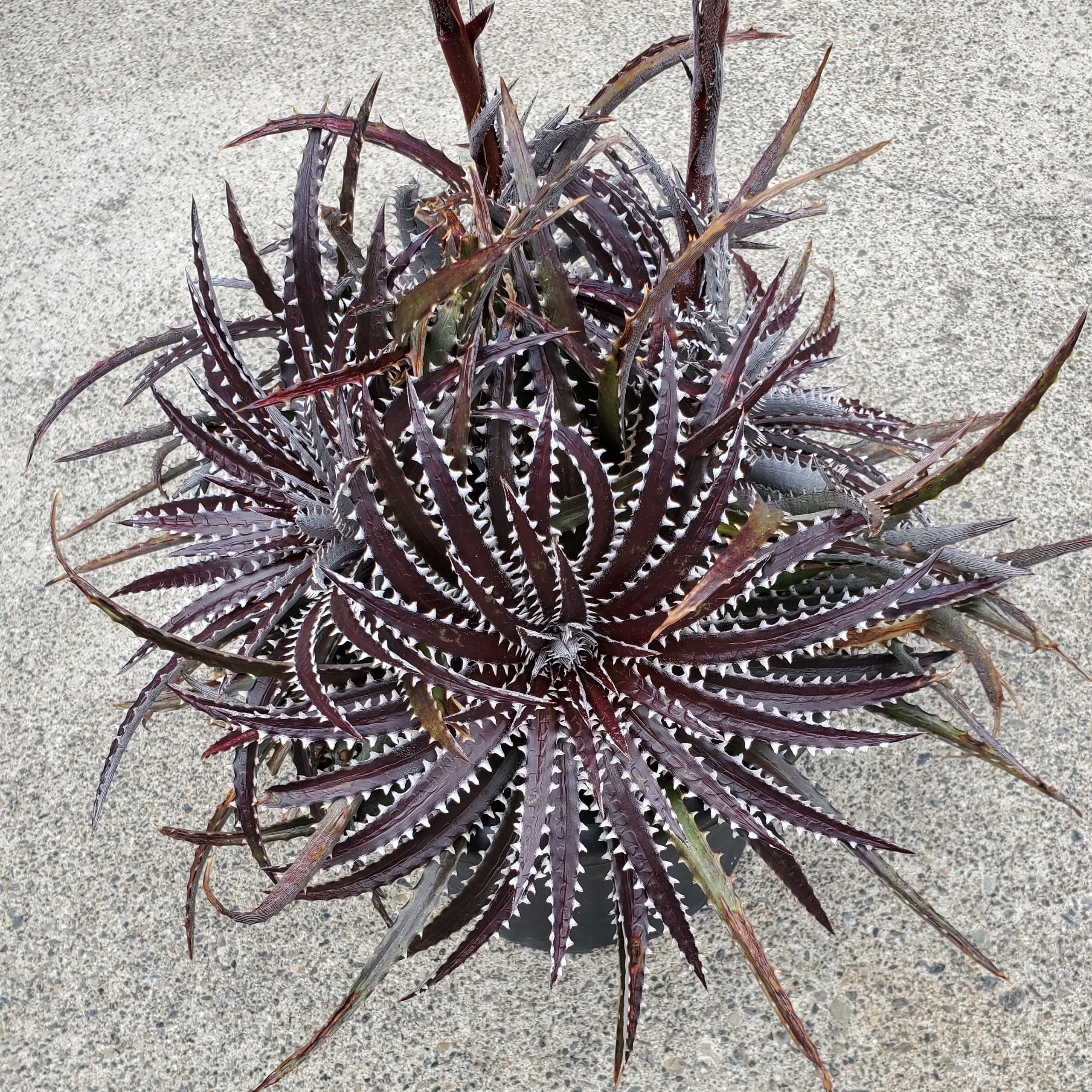 ディッキア・アリゾナ：Dyckia 'Arizona' | Dyckia Maniax