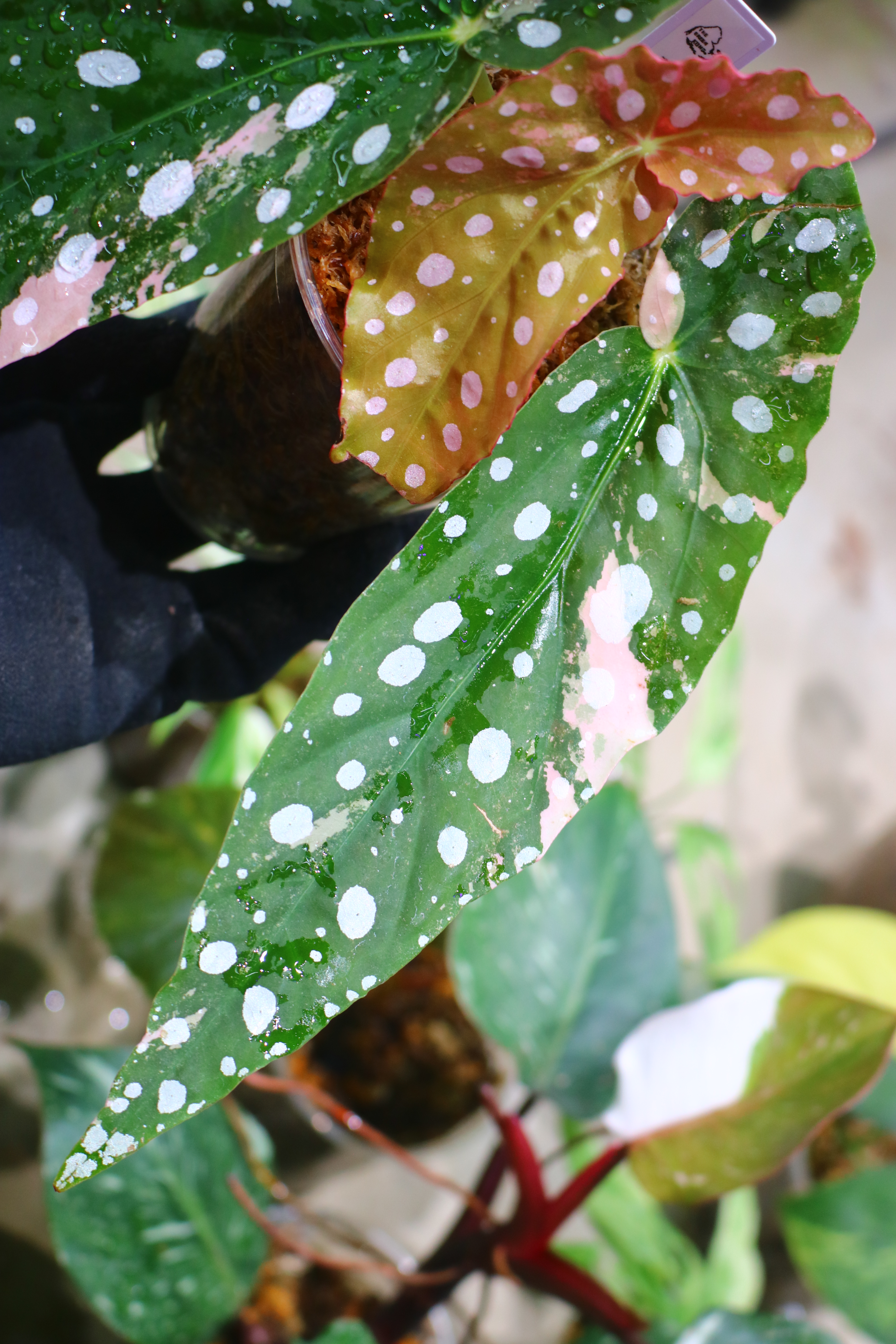 🦍-TGK-r70626-🦍/Begonia maculata variegated/ベゴニア マクラータ