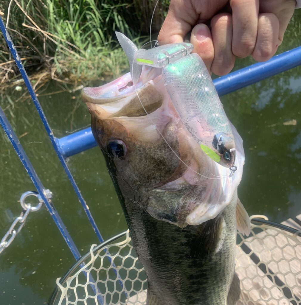 ビッグベイト】炎天下はシェードが大事【タイニークラッシュ】(近藤沼