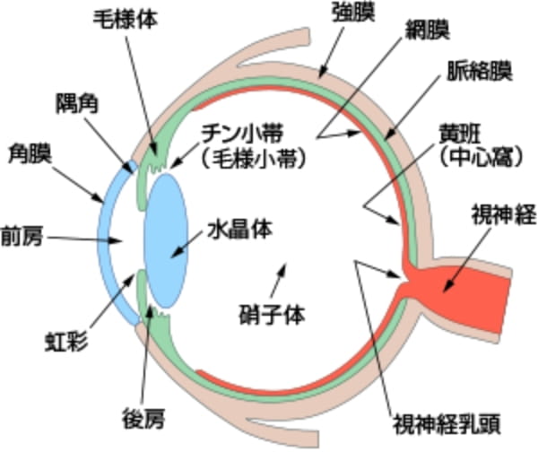 低侵襲網膜硝子体手術 - アイケアクリニック東京｜白内障手術等の眼科
