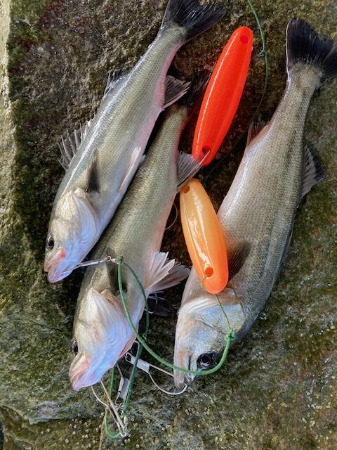 風は北西なので東へGO！ モーニングハネ3にチヌ1枚(^^)/ 関西最大級