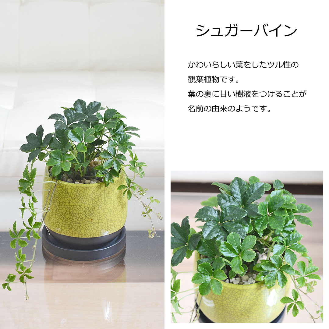 観葉植物の販売・ギフトならフラワーコーポレーション / 観葉植物 ミニ
