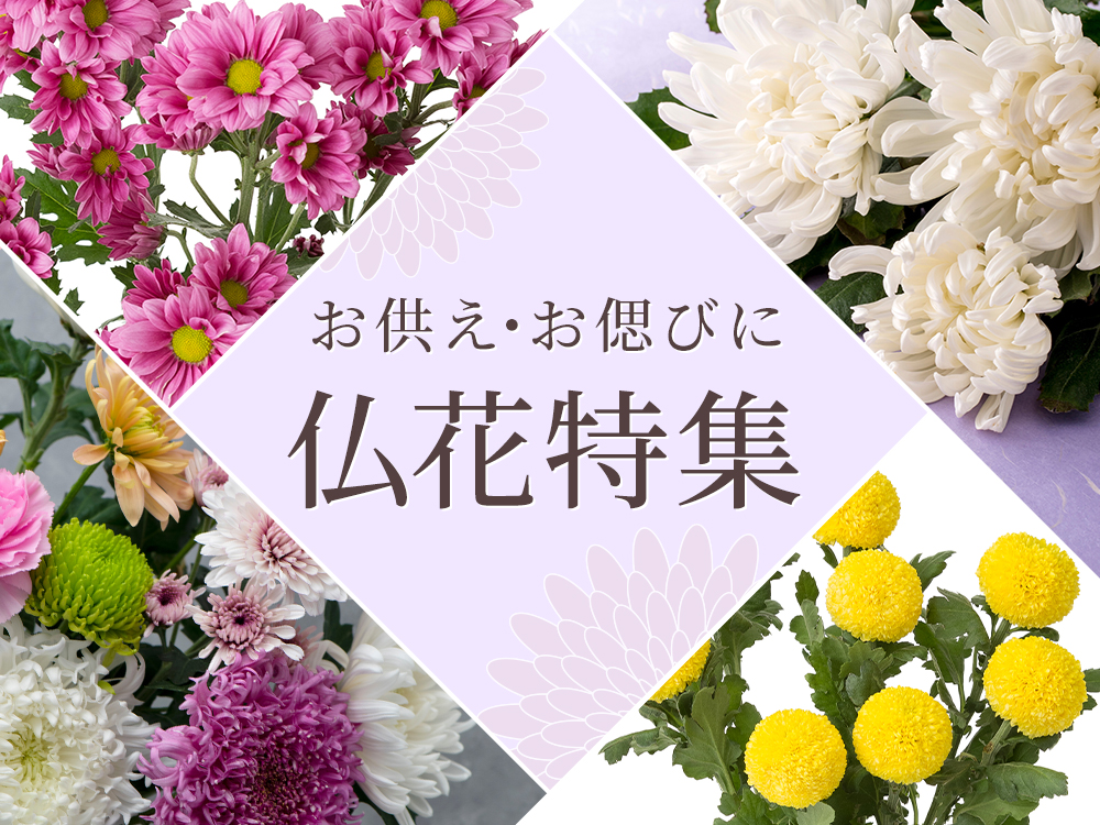 生花】ブバリアの品種（種類）一覧｜Flower Smith Market（フラワー