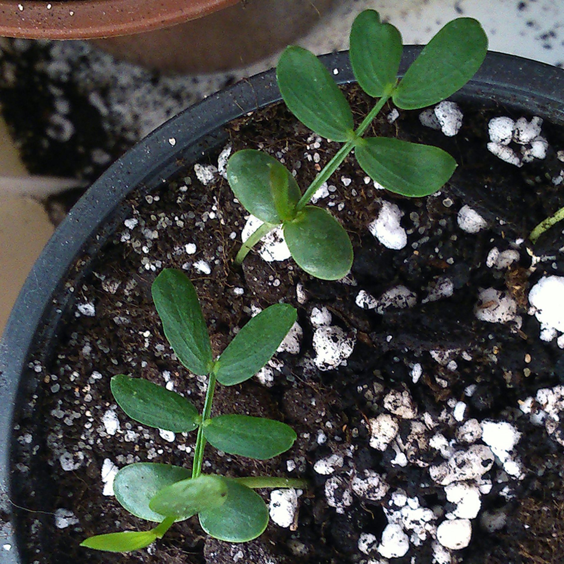 Acacia confusa | 'Formosa Wattle' | Seeds - Freaky Cacti