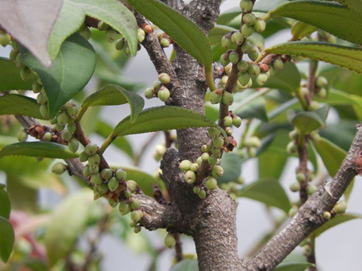 GKZ植物事典・ヤエヤマヒサカキ（八重山姫榊）