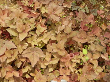 GKZ植物事典・ムラサキミツバ