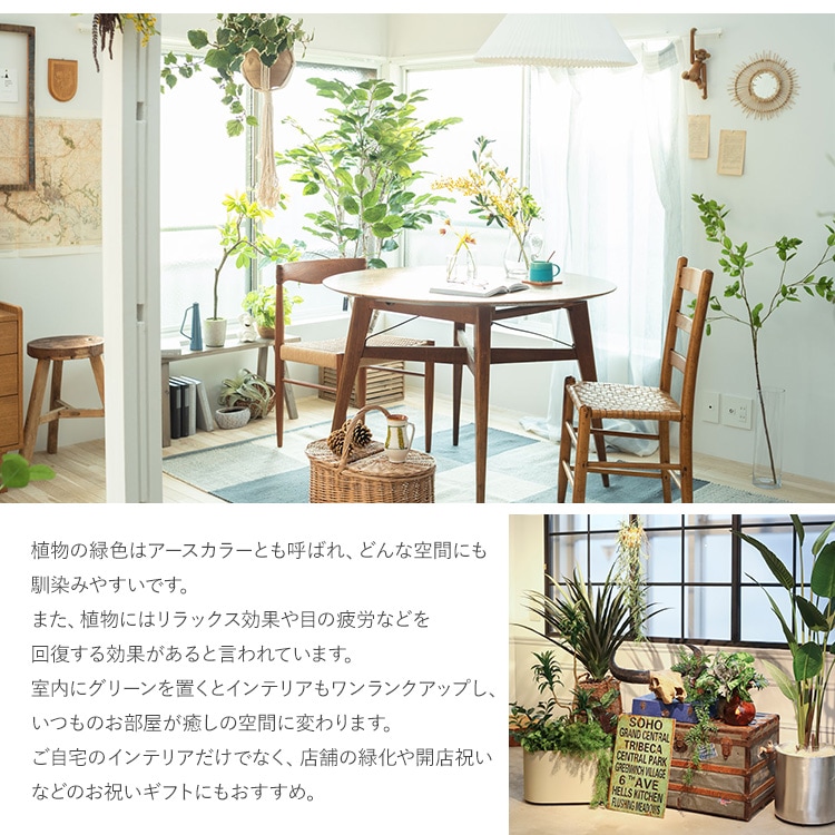 フェイクグリーン 鉢付き おしゃれ フィカスシタシオン ポット ミニ 4