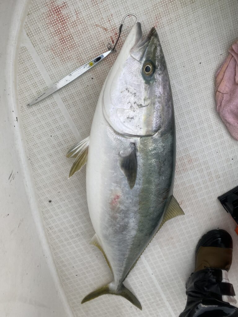 ダイワ カルディアSW10000P 寒鰤ジギングに‼️ ダイワ「カルディアSW