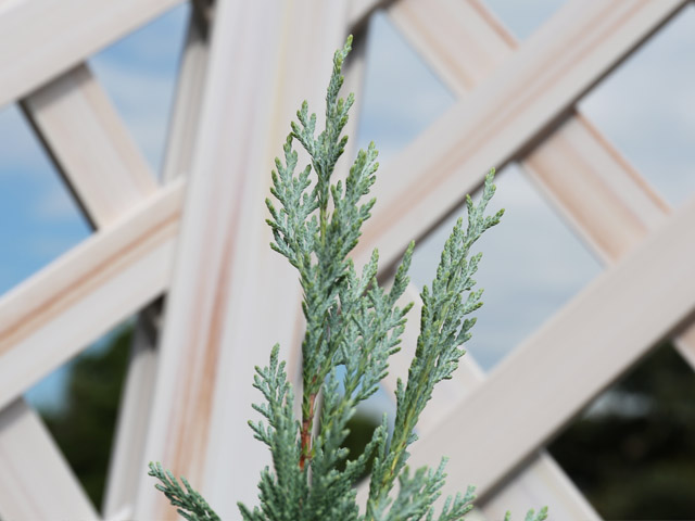 ムーングロー 苗木 販売 トオヤマグリーン