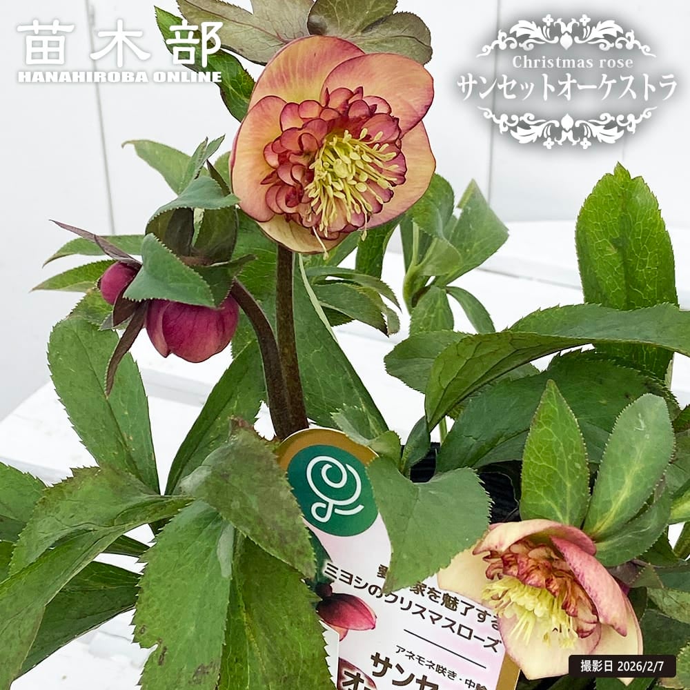 クリスマスローズ サンセット オーケストラ 苗 販売 苗木部 By 花