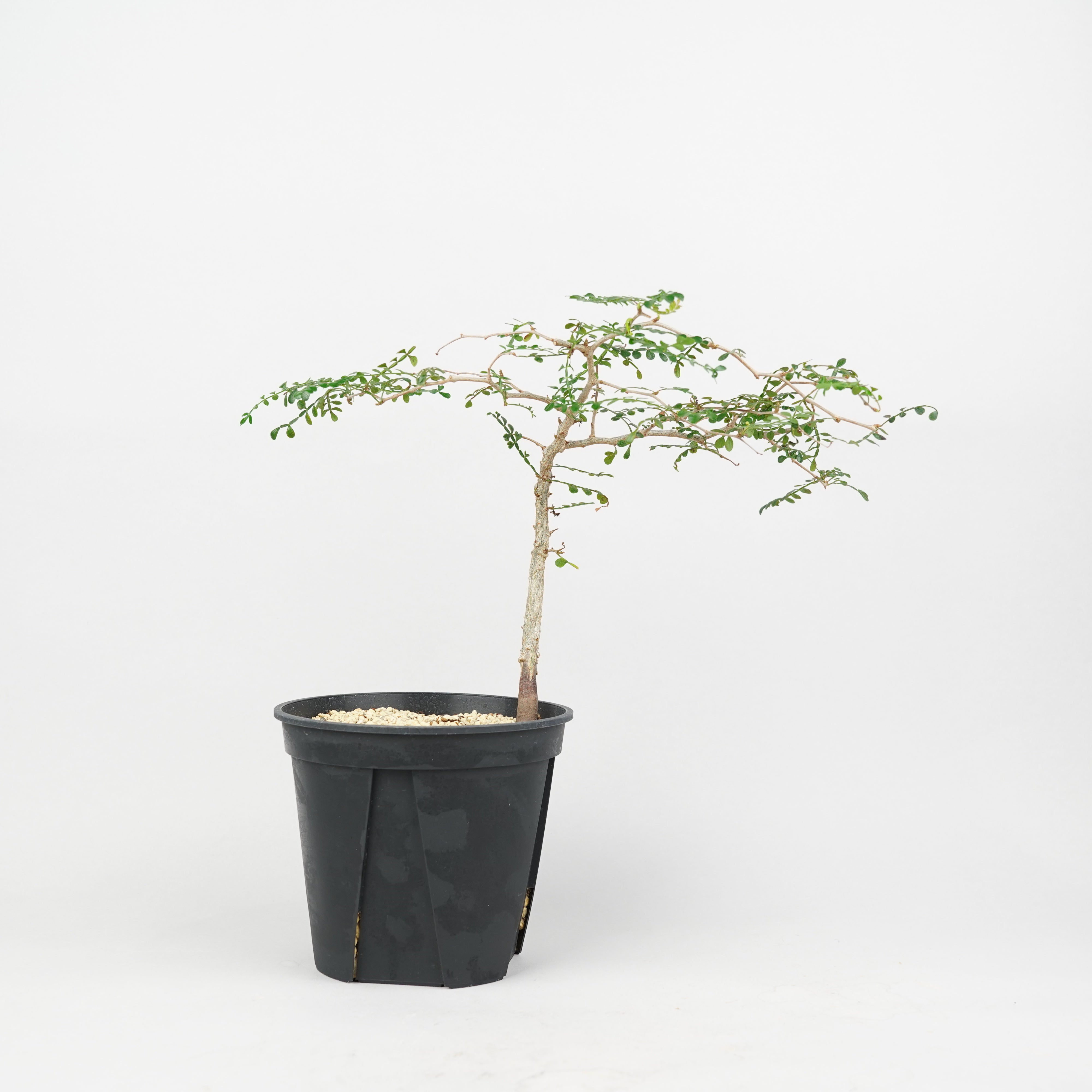 植物/オペルクリカリア/パキプス実生・根差し – Hachi-8