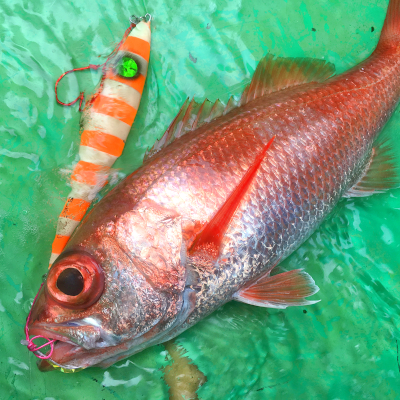 中深海スロージギングで念願のアカムツ♪リベンジ達成！ | ハヤブサ