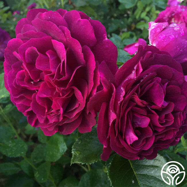 Twilight Zone Grandiflora Rose | Fragrant Rose Bush – Heirloom Roses