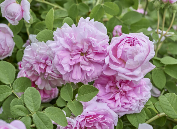 ダマスクの記事一覧 | 姫野ばら園八ヶ岳農場