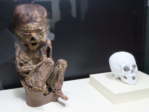 国立科学博物館】スペシャルサポーターのビートたけしさんも登場！特別