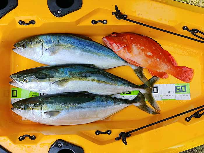 ララペン125Fで誘い出す青物 | HOOKING・・・三重県伊勢志摩の釣りブログ