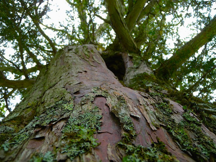 イチイの巨木が出迎える！「オンコ公園」 | 北海道Style
