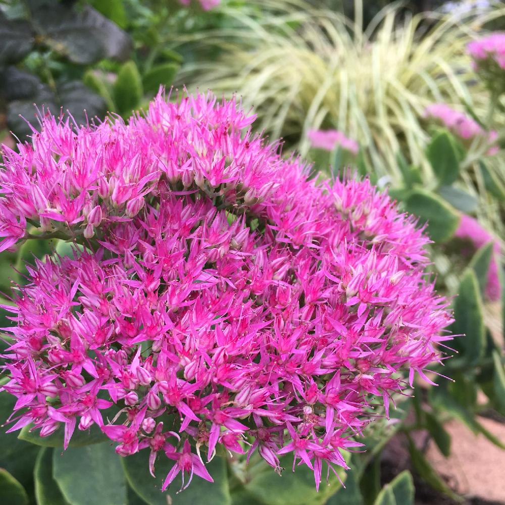 ベンケイソウの育て方｜花の種類や水やり・植え替えのコツは？ | HORTI