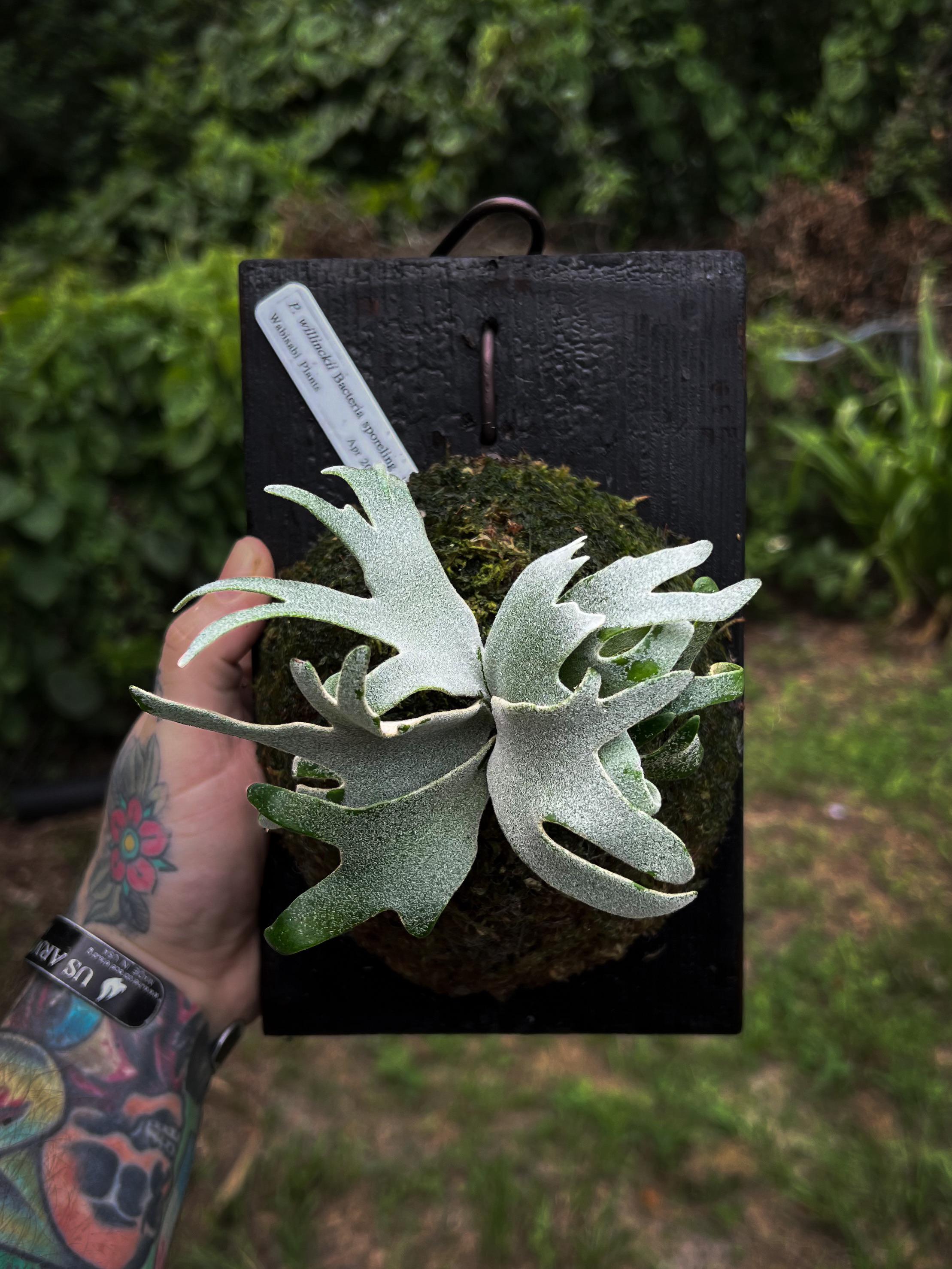 Few week old pic of my P. willinckii cv 'Bacteria' : r/Staghornfern