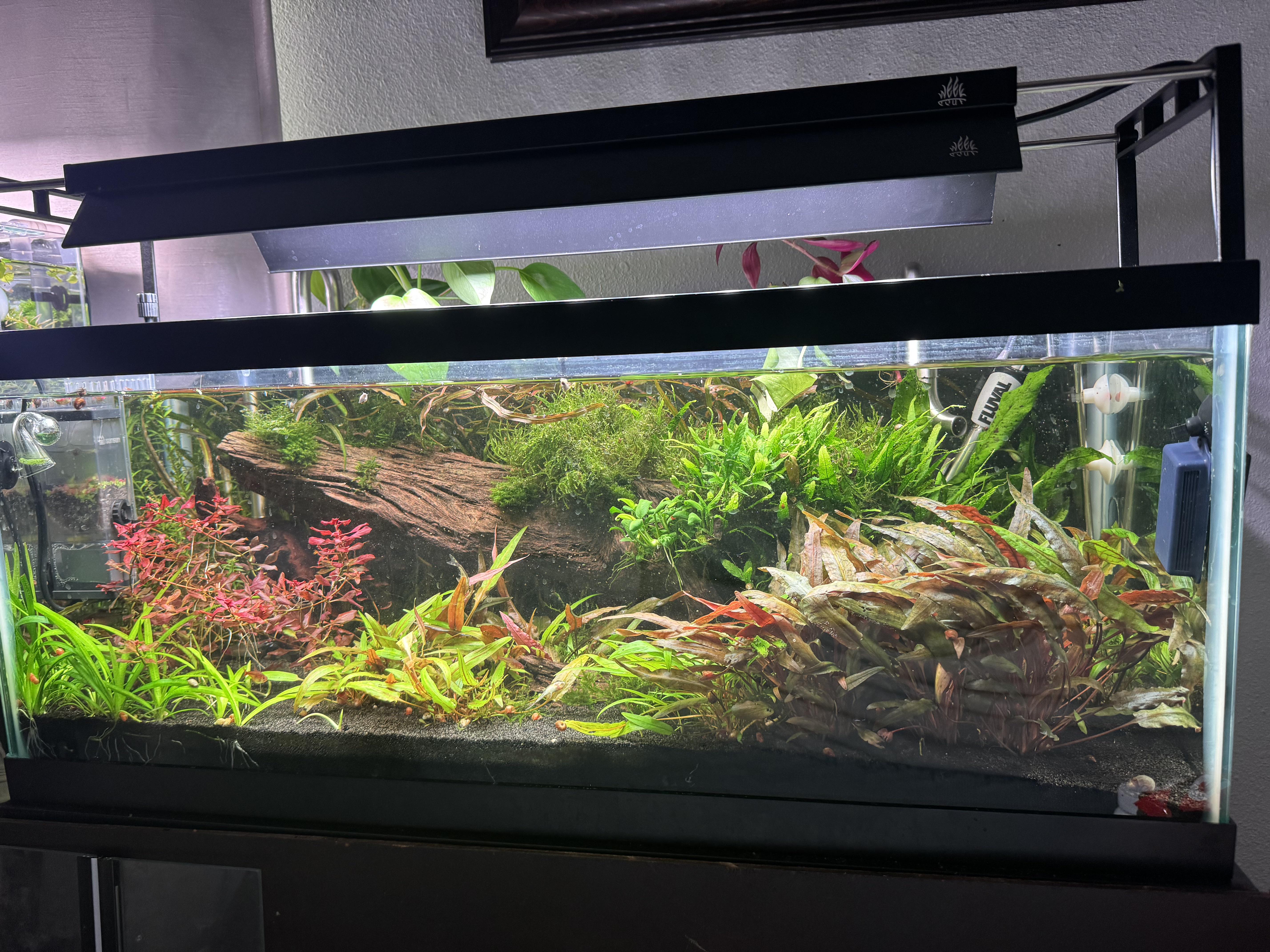 Is this flow too much? : r/PlantedTank