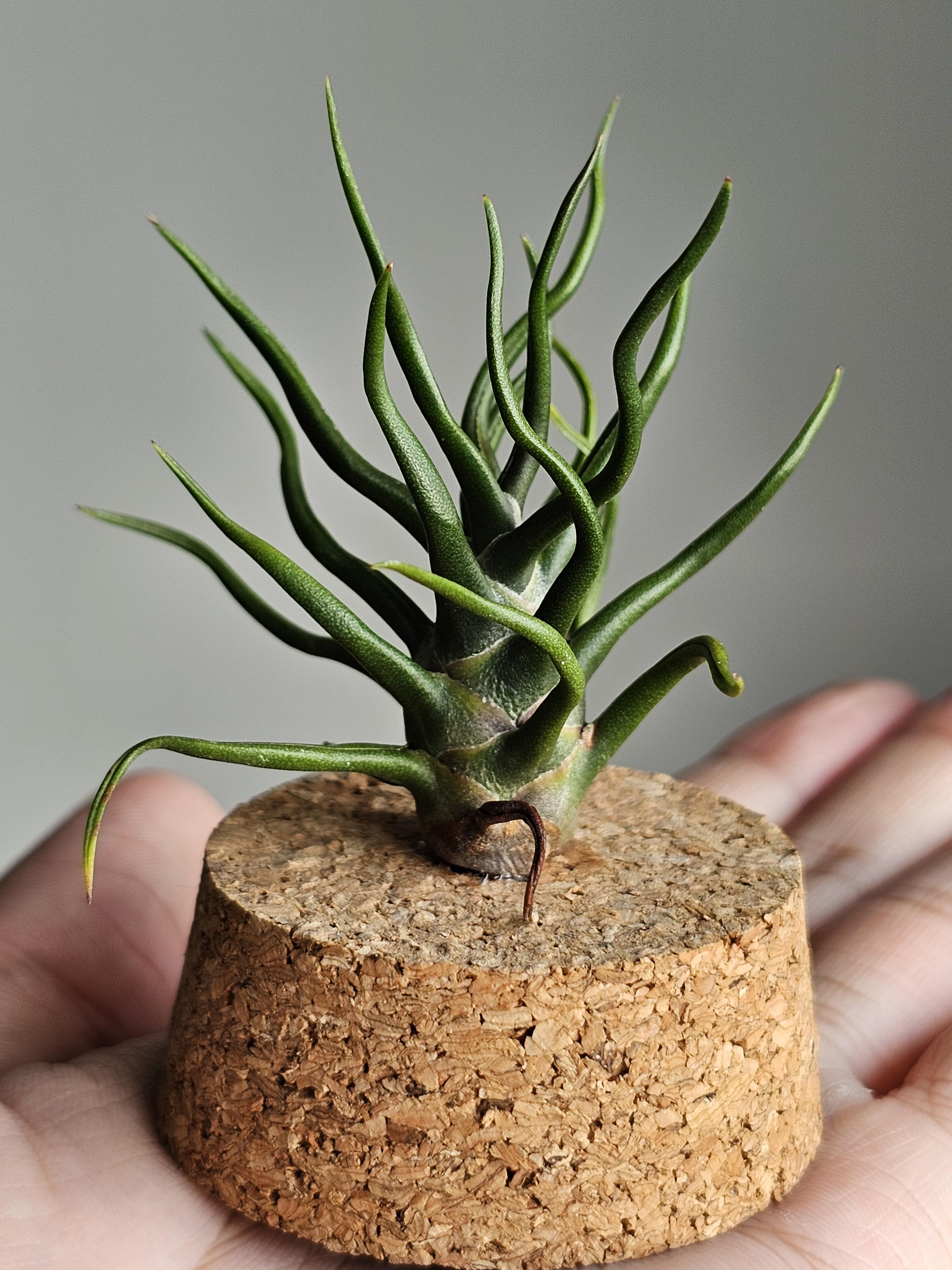 My Collection (Part 46): T. bulbosa 'Tiny Dancer' : r/airplants