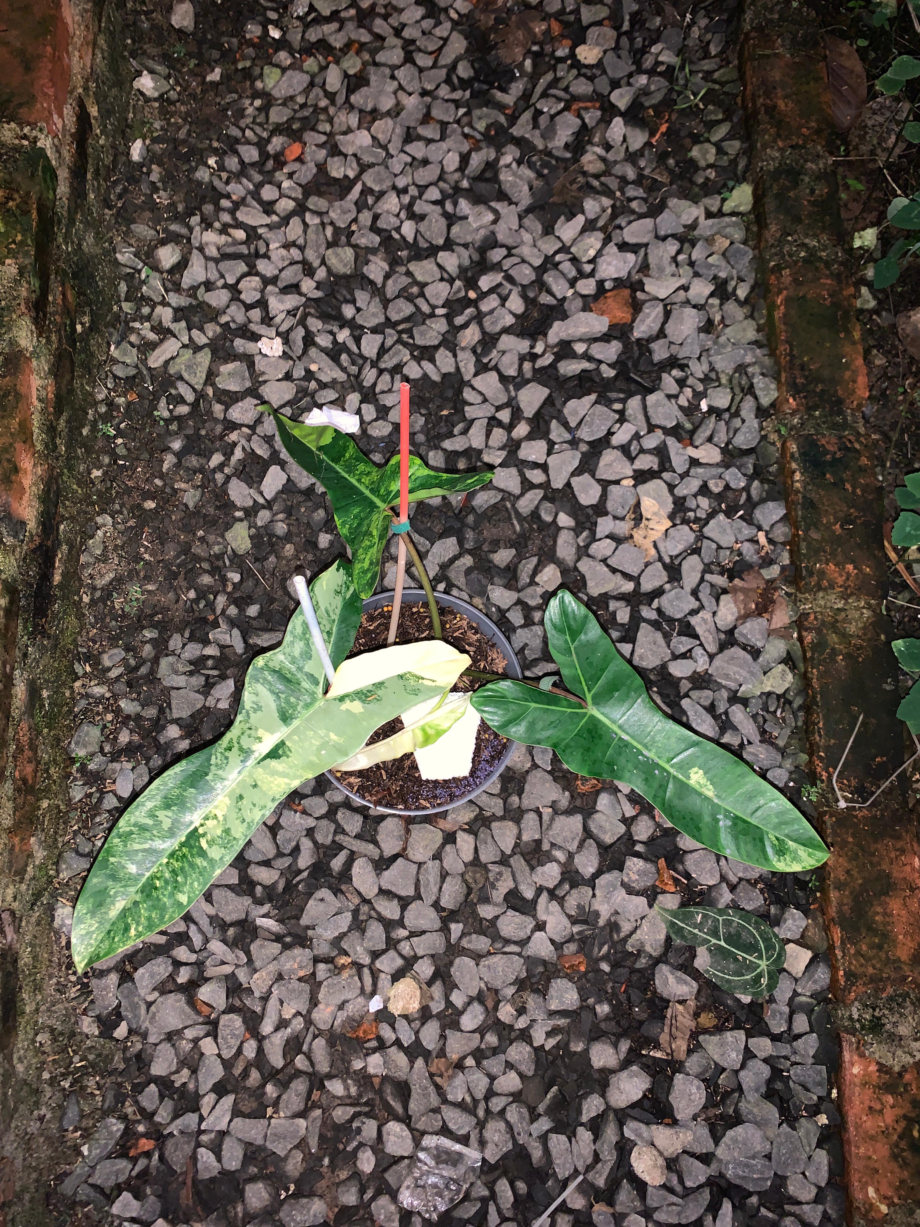 これはフィロデンドロン・ジェニファーだよ。なんでジェニファーって