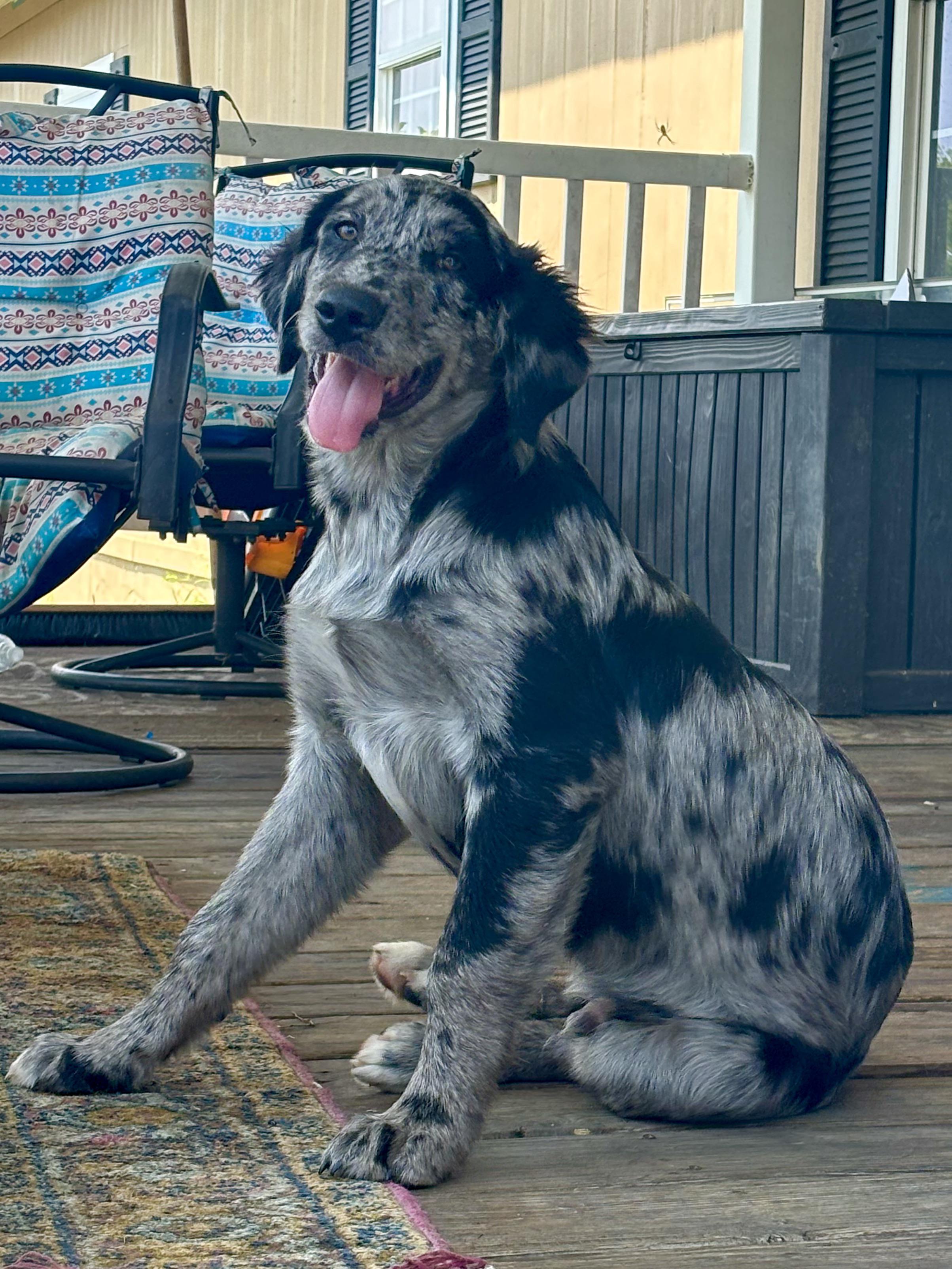 グレート・ピレニーズ/ゴールデン・レトリバー/オージーのミックス犬