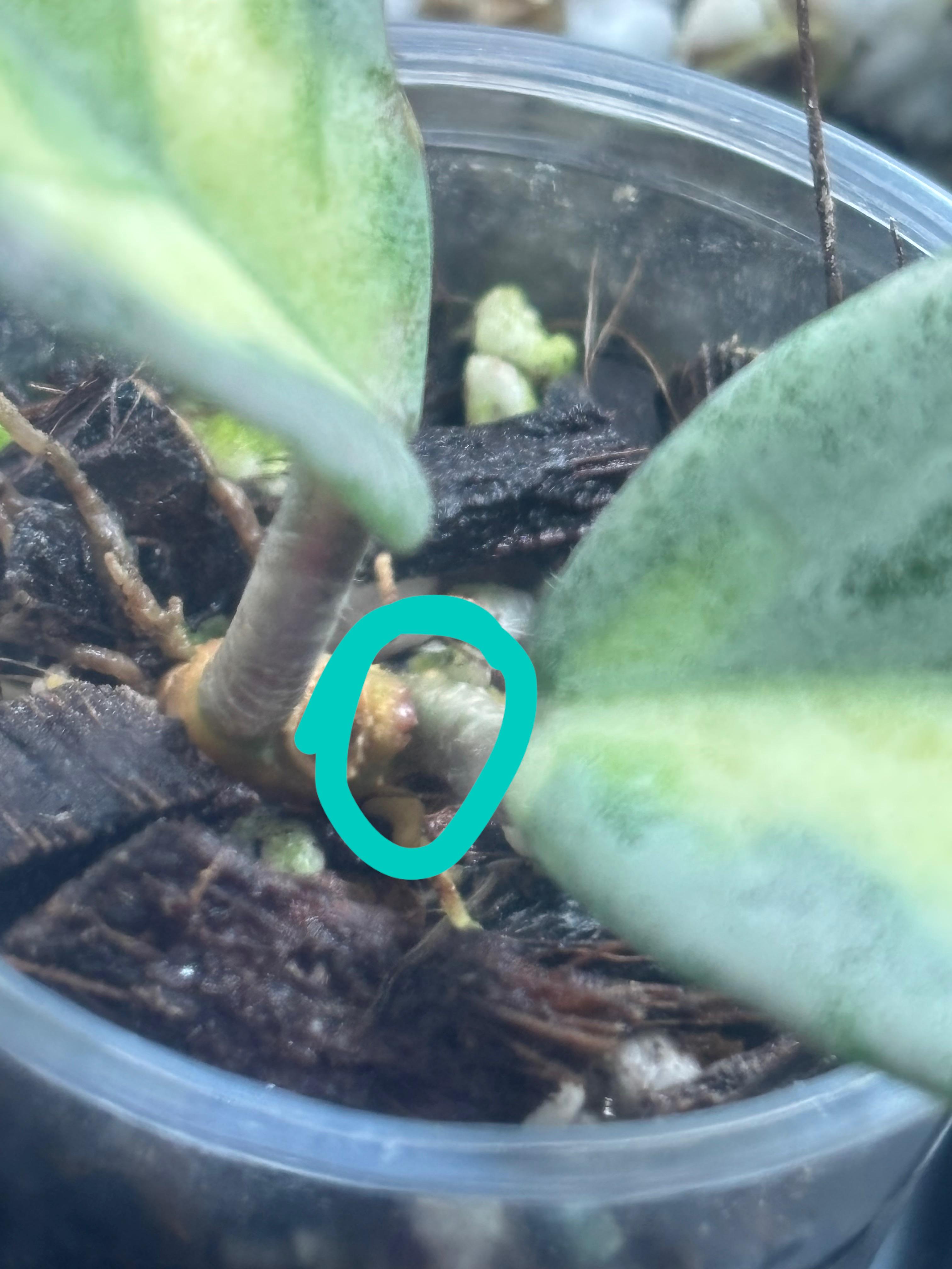 助けて：ホヤ・アルゲンティア・プリンセスが成長点を出さない :( : r