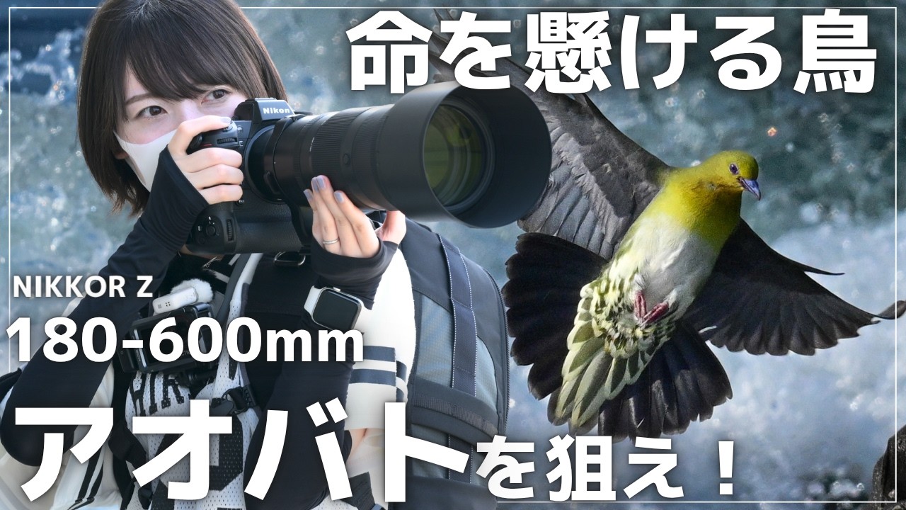 Super Telephoto] Capture a Green Pigeon Drinking Seawater! POV