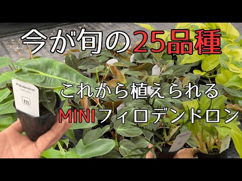 2025年・初夏のフィロデンドロン苗ご紹介 - YouTube