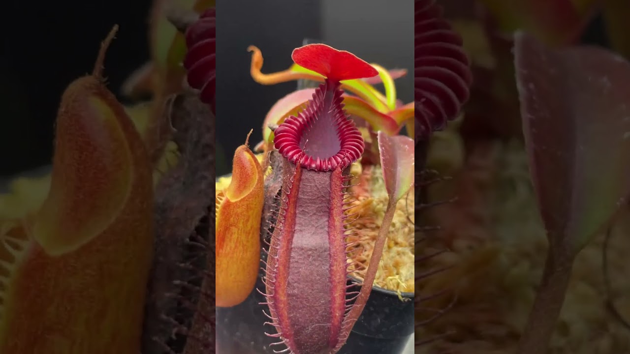 Nepenthes(diabolica×hamata)× edwardsiana clone01 AW#食虫植物