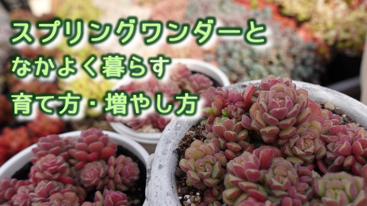 314 [A new succulent has been born] Easy to grow and cute. Grainy