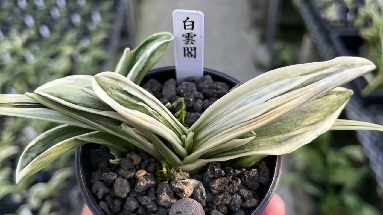 苗で5000円以下初心者オススメ#万年青】9品種 #嶺雲 #瑞泉 #新生殿